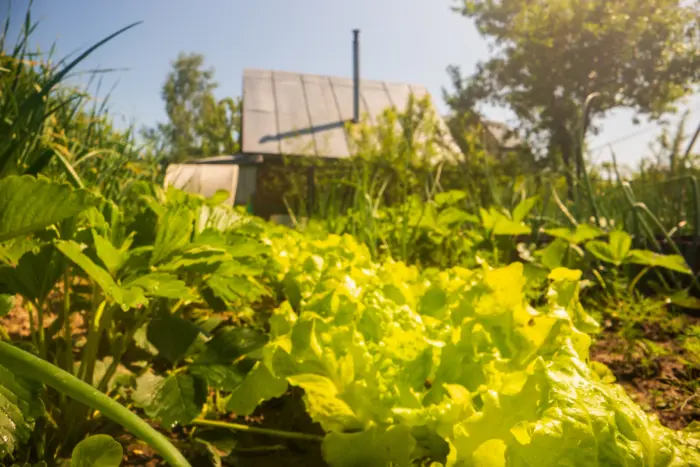 солнечный огород с грядками