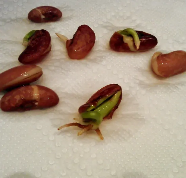 семена фасоли на влажной ткани