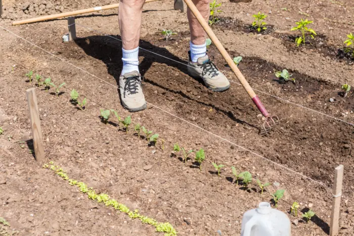 разметка рядков на грядке