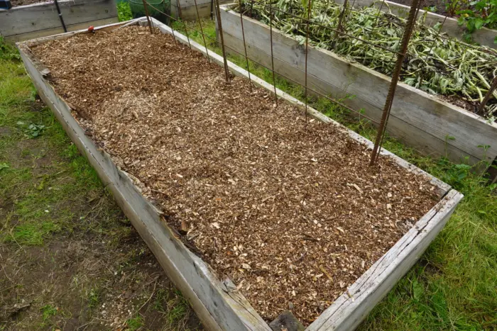 мульча из компоста на грядке