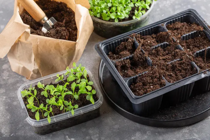 посев семян однолетних цветов рассада