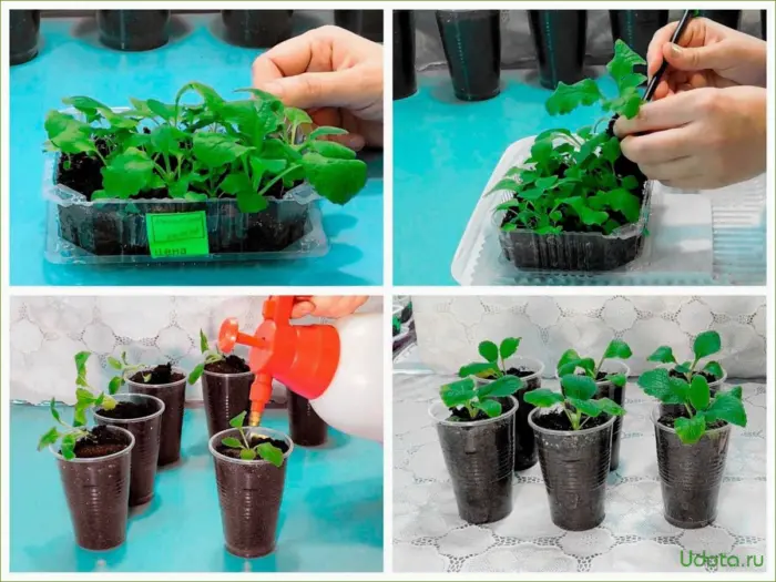 пикировка рассады цветов стаканчики