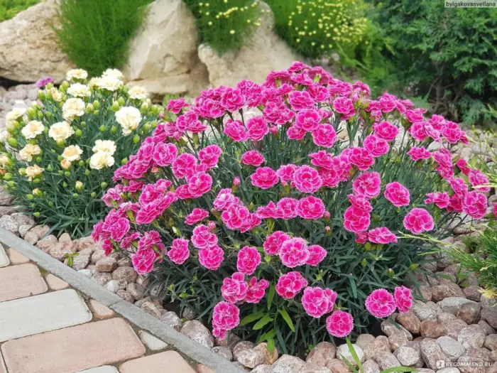 гвоздика Шабо цветение