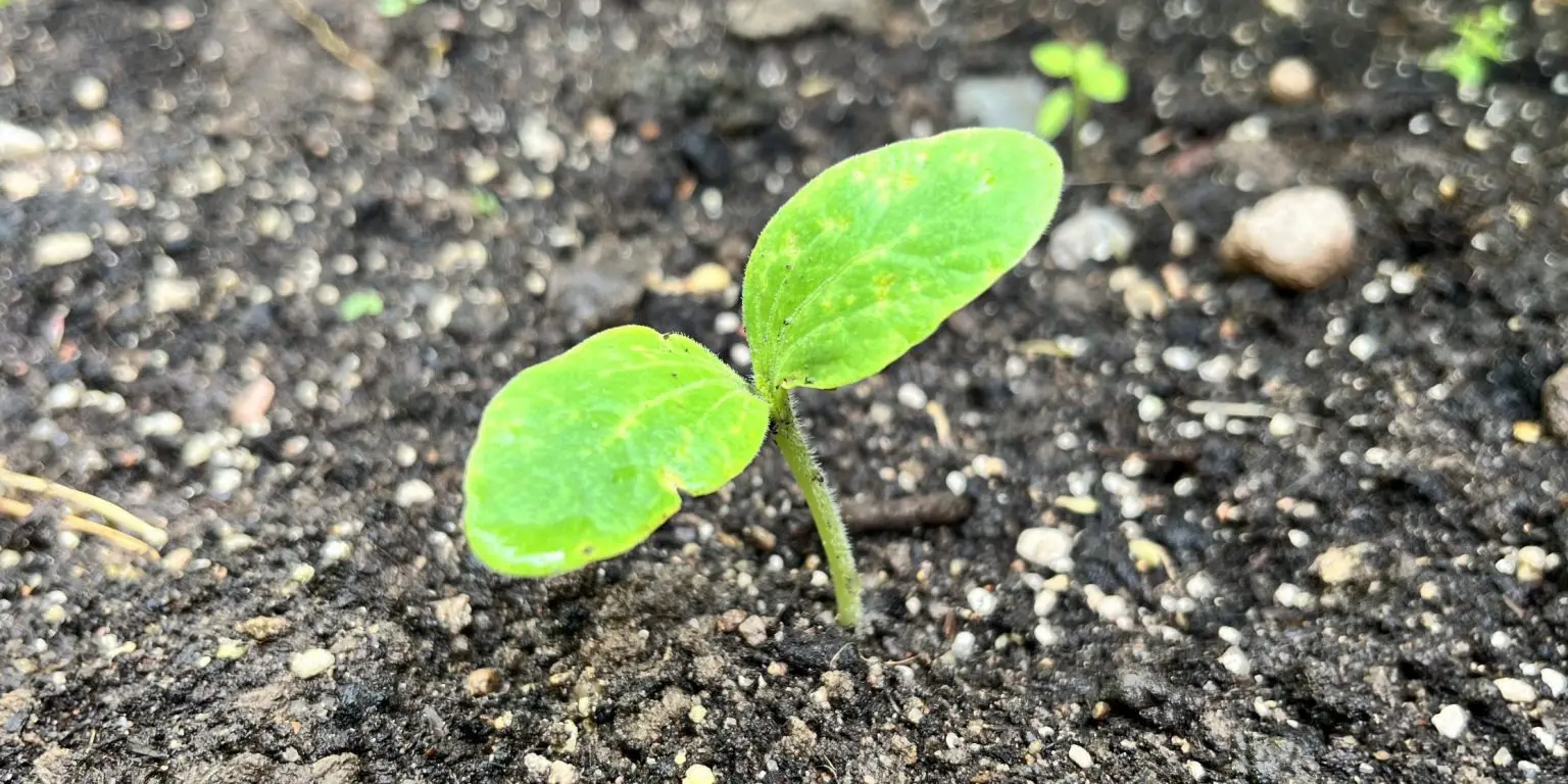 семена кабачков посев в лунку