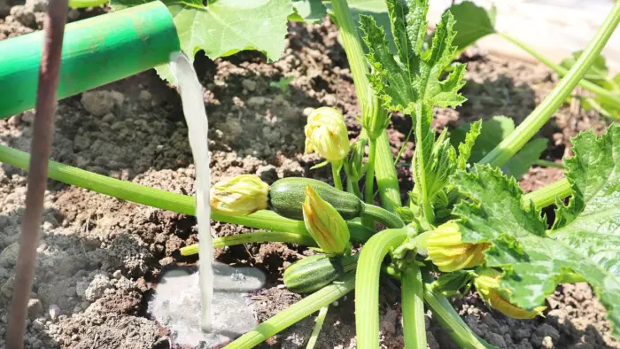 полив кабачков под корень