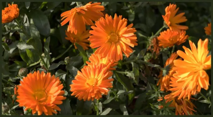 оранжевые цветы календулы