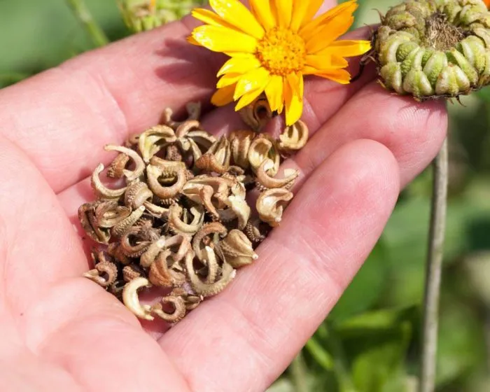 семена календулы в руках