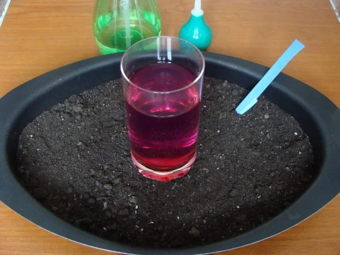 семена календулы в растворе марганцовки