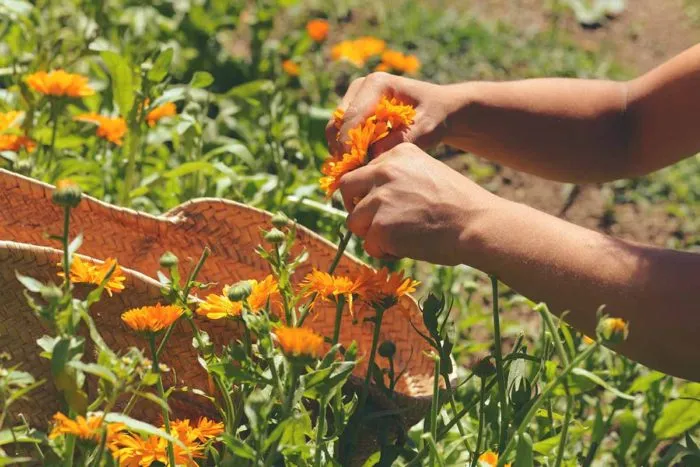 сбор цветков календулы