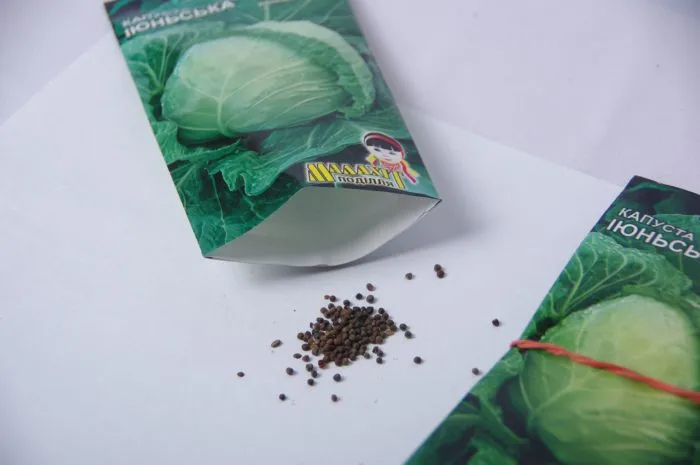 семена капусты в руках