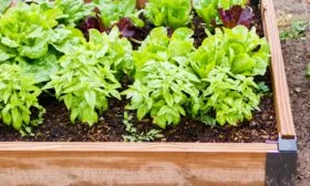 грядка для зелени