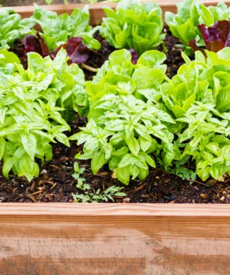 грядка для зелени