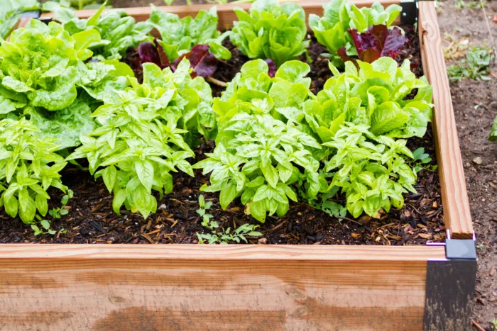 грядка для зелени