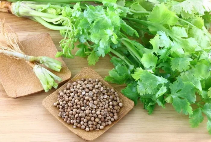 семена кинзы в руках