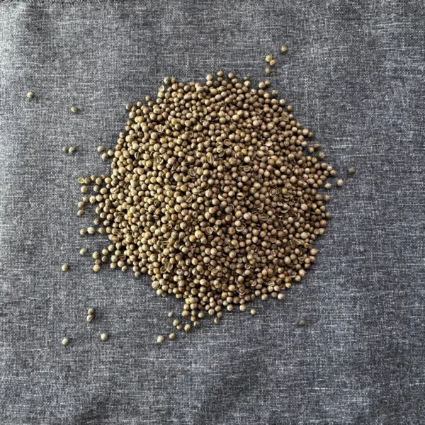 семена кориандра кинзы замачивание в воде