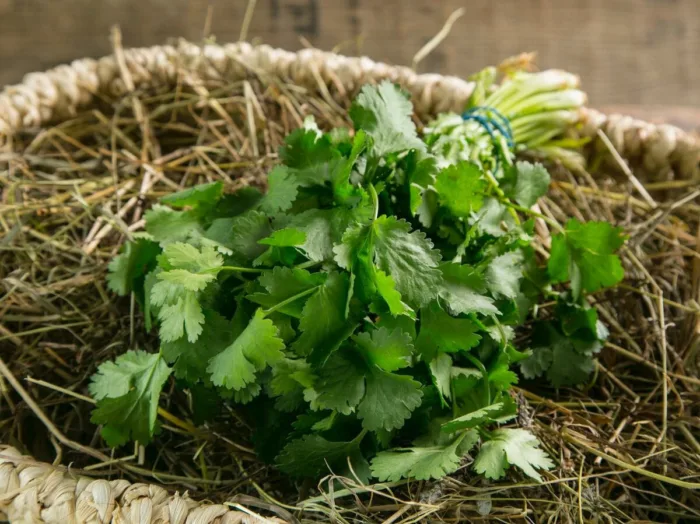 свежая кинза в пучке