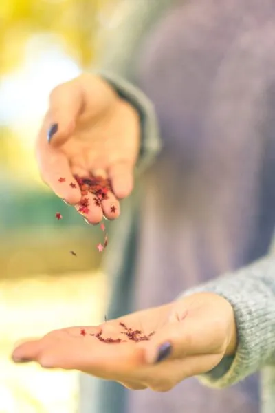 семена космеи на ладони