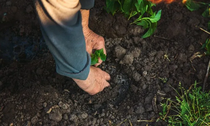 садовник сеет семена в грунт