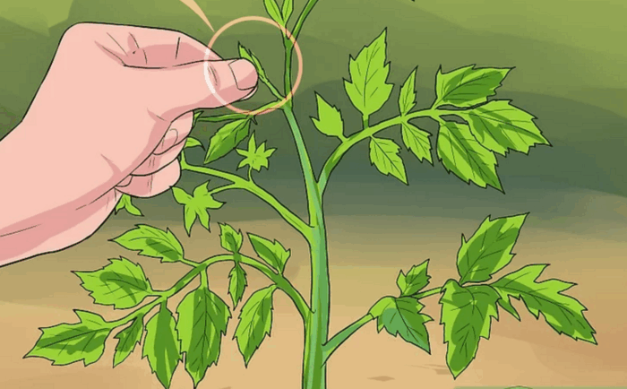 прищипка верхушки космеи