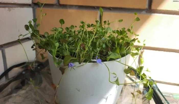 рассада лобелии под фитолампой