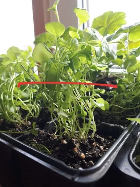 прищипка рассады лобелии