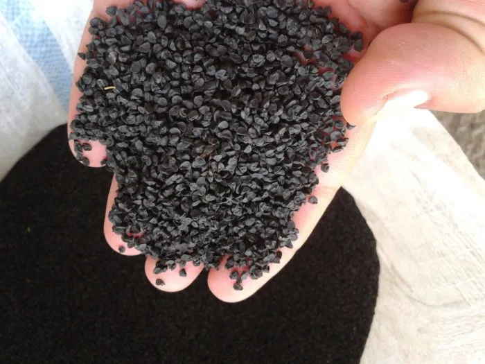 семена лука чернушки в руках