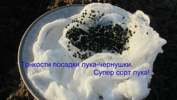 посев семян лука-чернушки
