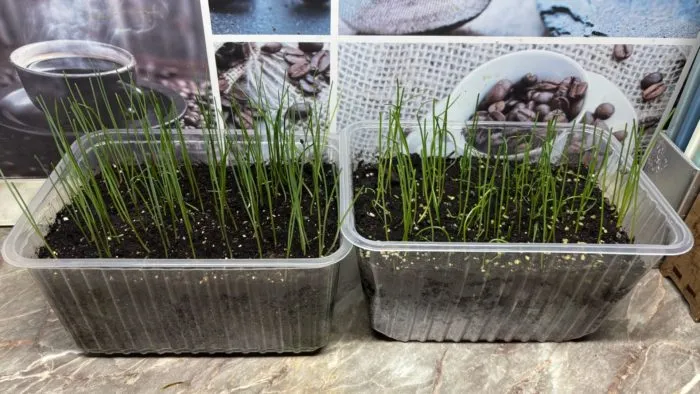 всходы лука в контейнере