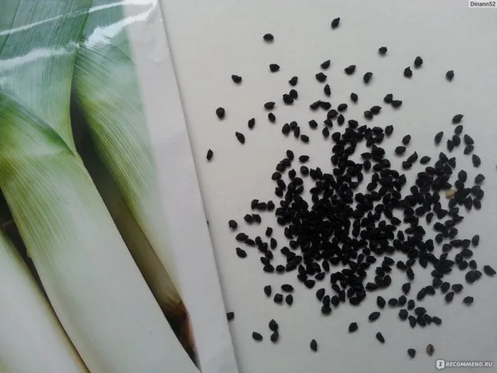 семена лука-порея в руках