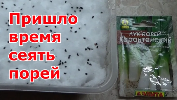 замачивание семян лука-порея