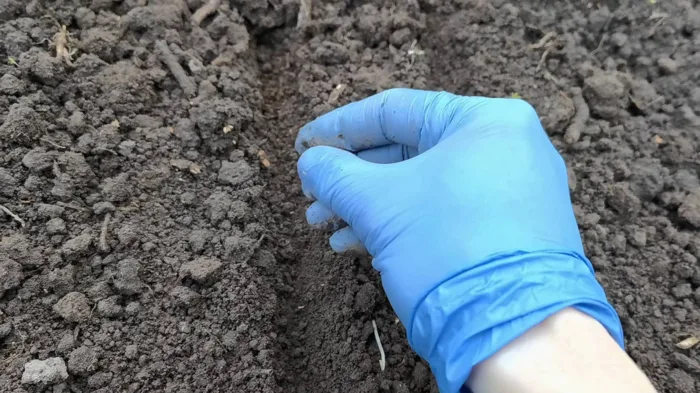 посев семян в бороздки