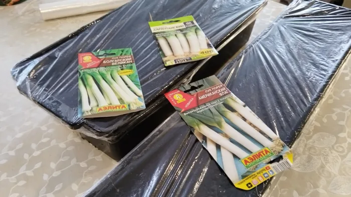 контейнер с рассадой порея под пленкой