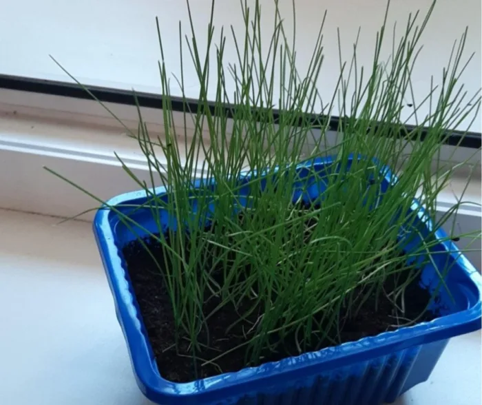 рассада лука-порея на подоконнике