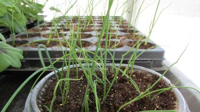 пикировка рассады лука-порея