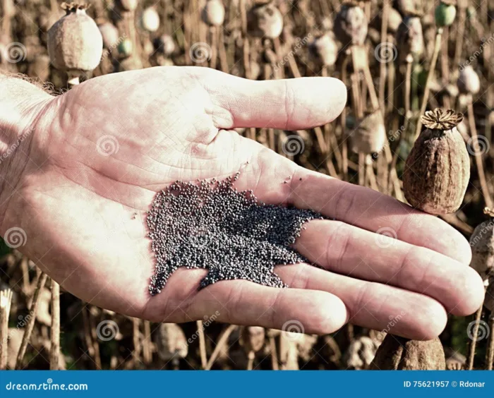 семена мака в руке