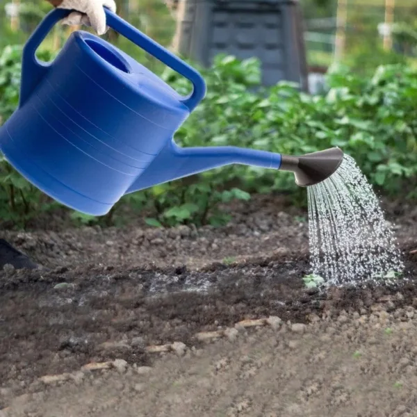 полив засеянной грядки лейкой с рассеивателем