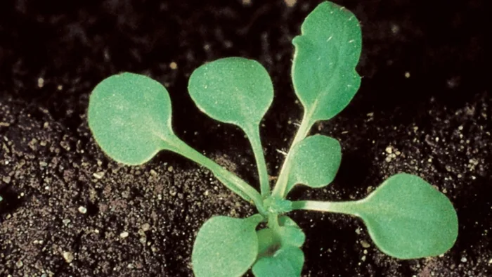 всходы мака в грунте