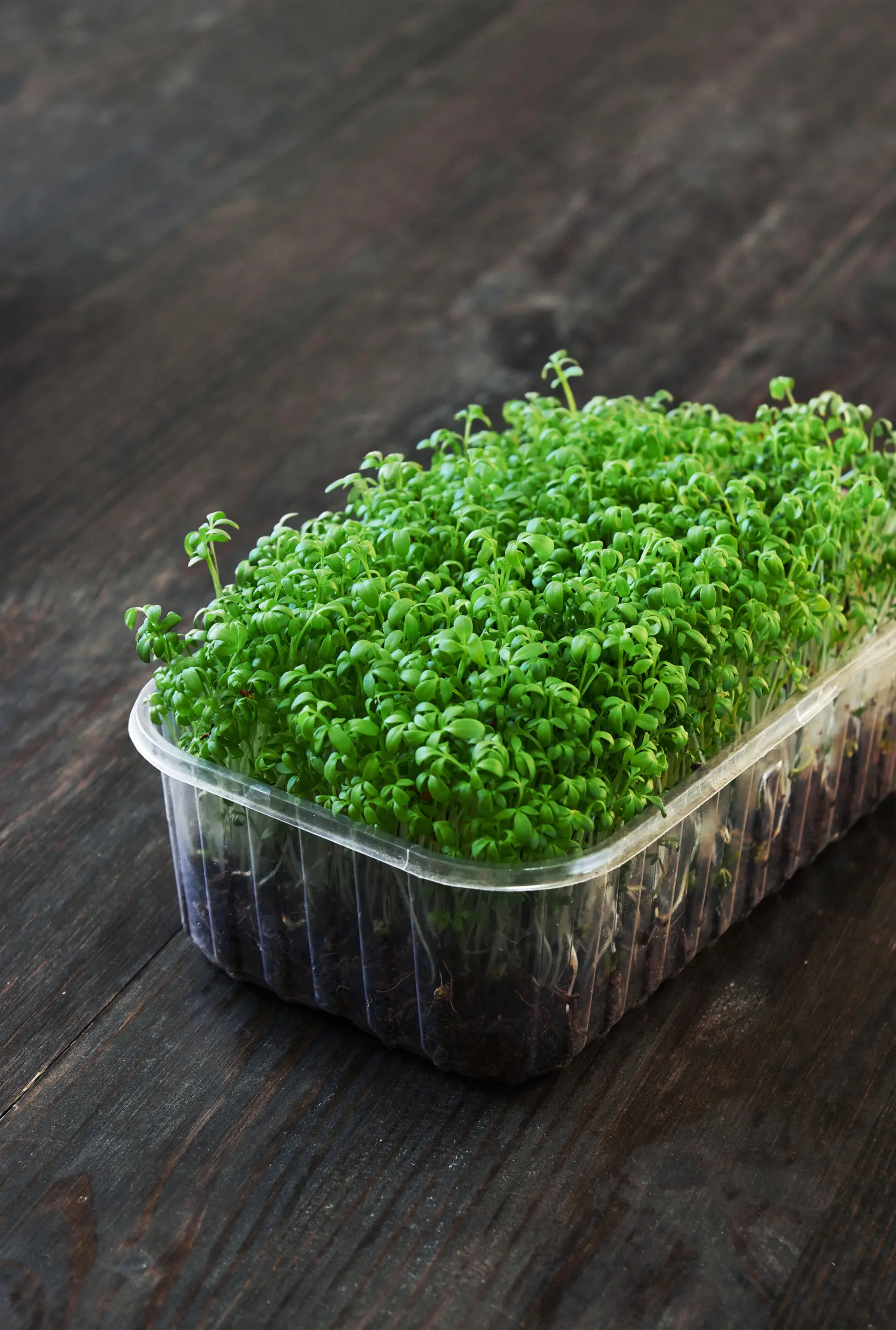 микрозелень в контейнере