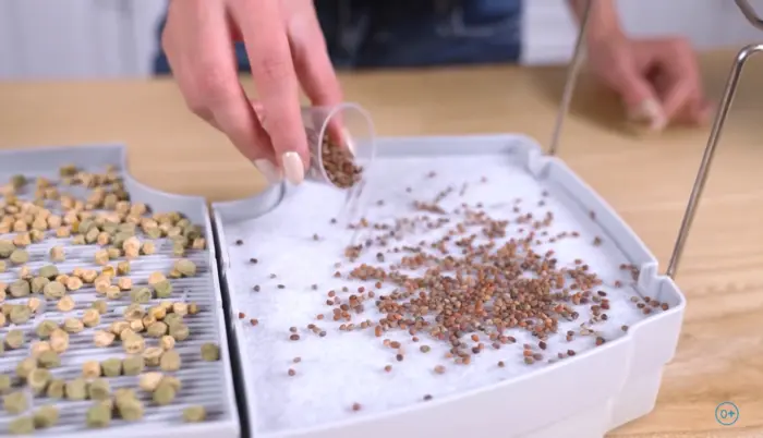 семена микрозелени на столе