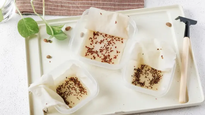 замачивание семян в воде