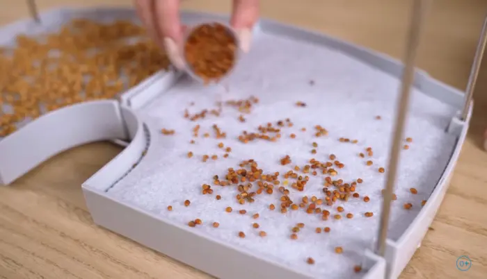 посев семян микрозелени в лоток