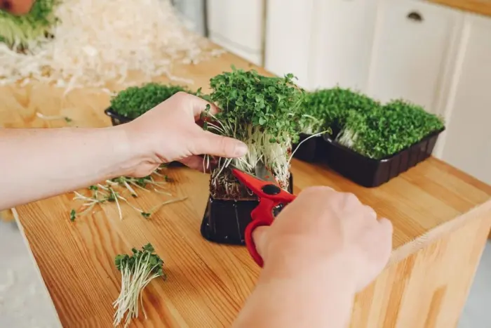 срезка микрозелени ножницами
