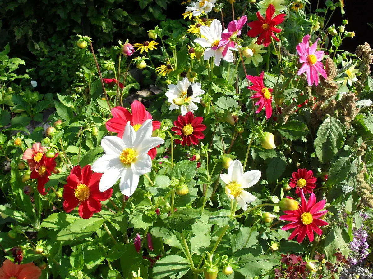 цветущие однолетние георгины