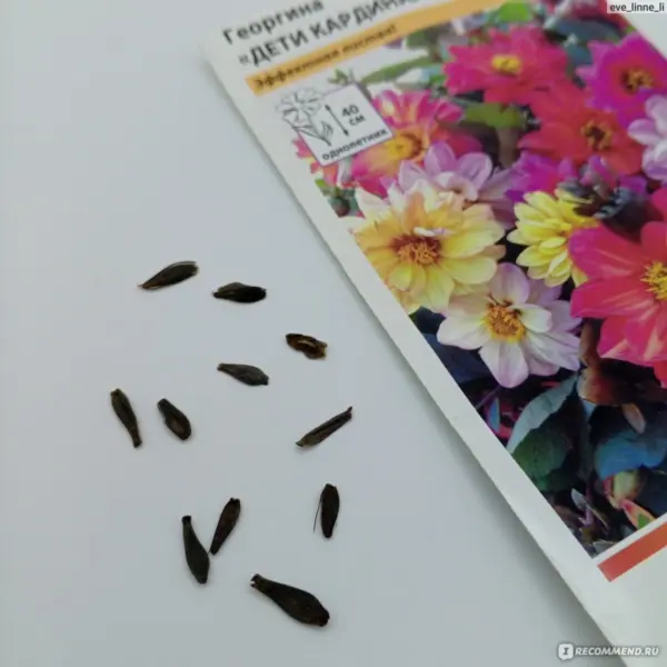 семена георгин в руках