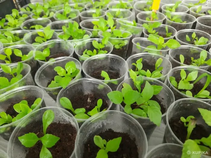 рассада георгрин в парничке на окне