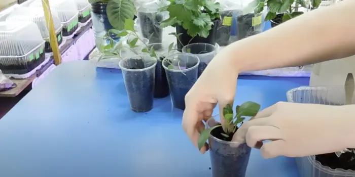 пикировка сеянцев георгин