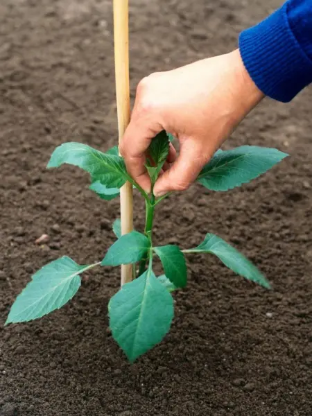 прищипка рассады георгин