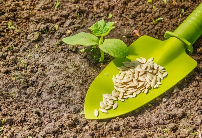 семена огурцов на столе