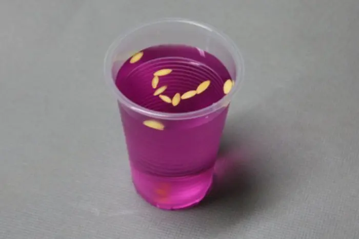 семена огурцов в растворе марганцовки