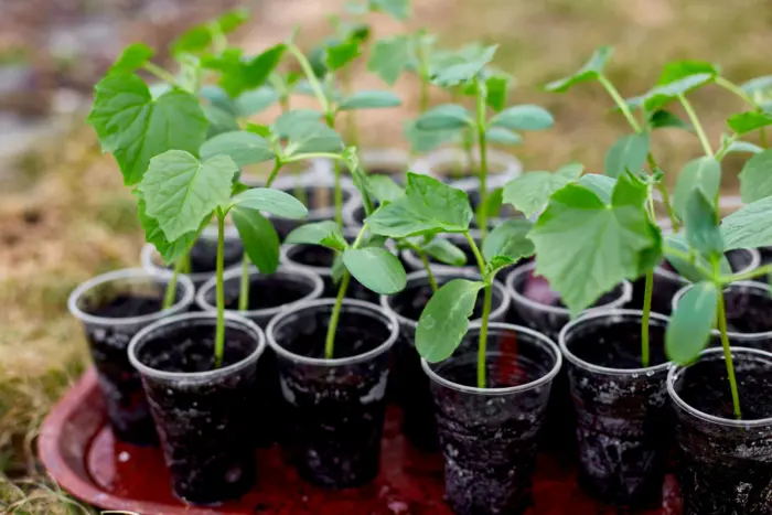 рассада огурцов в стаканчиках